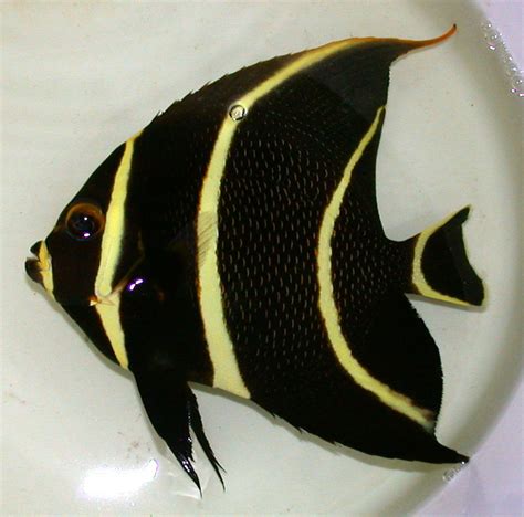 French Angelfish - KP Aquatics