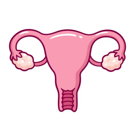 Best Uterus Illustrations, Royalty-Free Vector Graphics & Clip Art - iStock