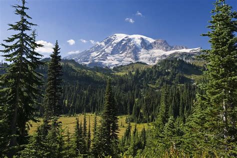 I like the shape of the tree pictured here on the left | Florestas temperadas, Fotografia de ...