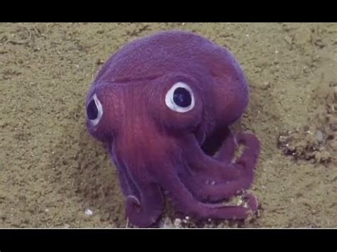 Squid With Googly Eyes Has Researchers Laughing - YouTube