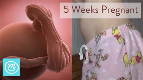 5 Weeks Pregnant: What You Need To Know - Channel Mum - YouTube