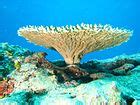 Coral bleaching - Wikipedia