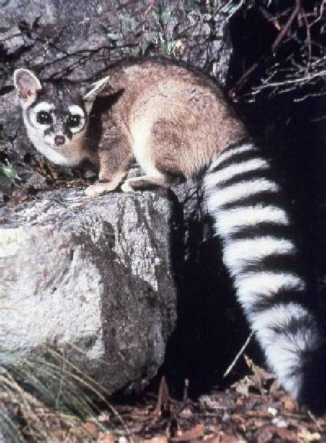 Ringtail cat | Unusual animals, Animals wild, Animals