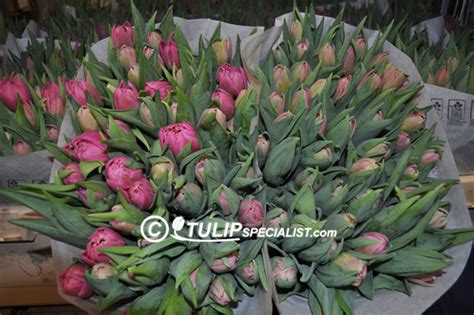 Pink double tulip varieties information