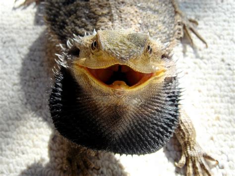 The Complete Bearded Dragon Diet Plan. Keep Your Pet Healthy and Happy | Dragon's Diet