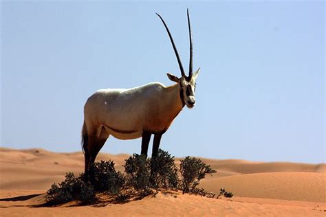 Oryx árabe, el animal nacional de Qatar | Arabian oryx, National animal, Desert animals