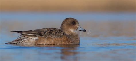 Eurasian Wigeon ( Anas Penelope ) Stock Image - Image of duck, female: 79191115