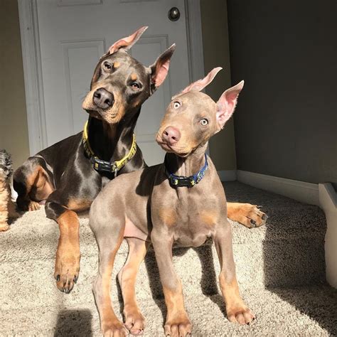 14 Elegant Facts About Doberman Pinschers | Page 2 of 4 | PetPress