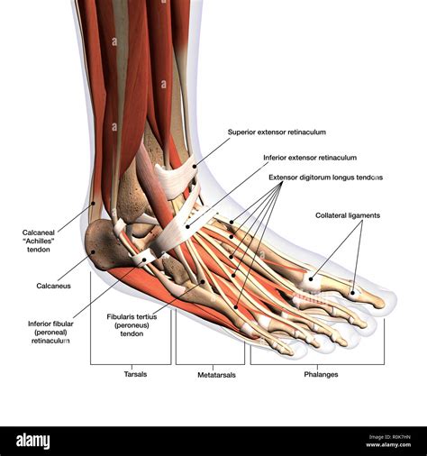 Anatomy of human foot with labels Stock Photo - Alamy