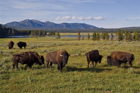 Yellowstone Wildlife Photo Guide