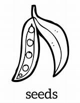 Seed Germination Coloring Page Sketch sketch template