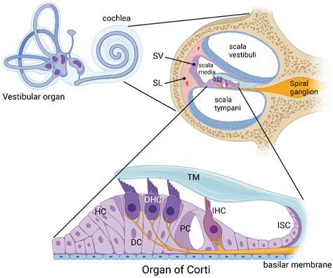 Organ Of Corti Ear Diagram