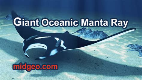 Giant Oceanic Manta Ray - Facts And Relevant Information