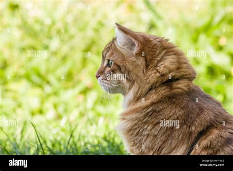 Siberian cat side profile on a green grass background Stock Photo - Alamy