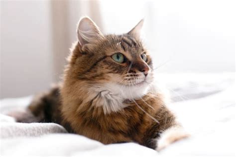 Why Is My Cat Breathing Fast? | Walnut Creek Vet