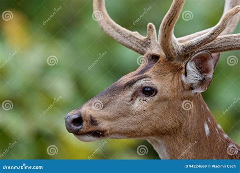 Beautiful Axis Deer in the Nature Habitat in India Stock Image - Image ...