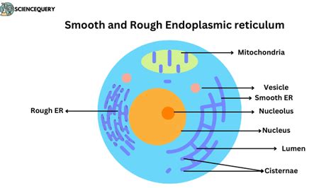 Endoplasmic reticulum: Structure and Function - Science Query