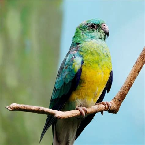 Red Rumped Parrot Health, Personality, Colors and Sounds - PetGuide | PetGuide