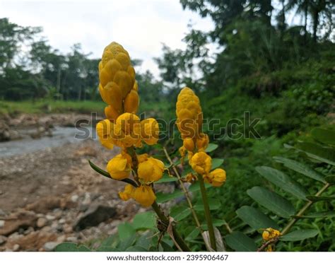 77 Akapulko Flower Images, Stock Photos, 3D objects, & Vectors | Shutterstock