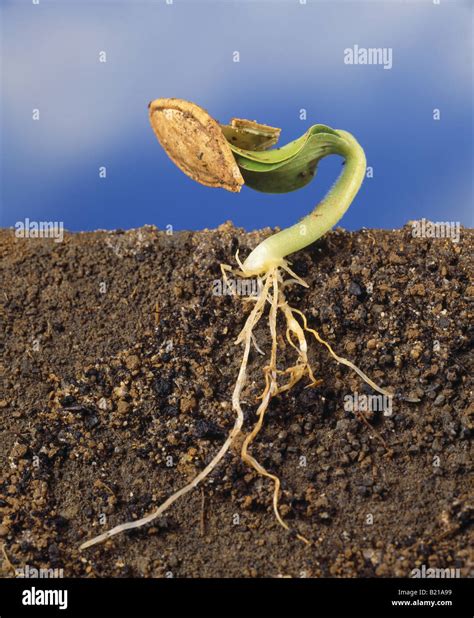 Pumpkin seedling roots hi-res stock photography and images - Alamy