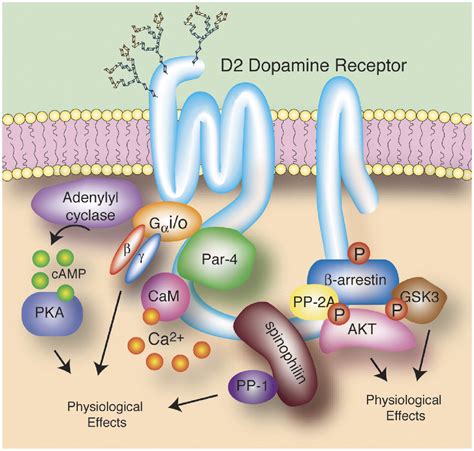 Decoding Dopamine Signaling: Cell