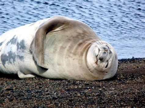 Weddell Seal – "OCEAN TREASURES" Memorial Library