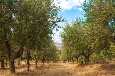 Olive Trees Garden, with Olives on the Branches, Nature Background Stock Photo - Image of ...