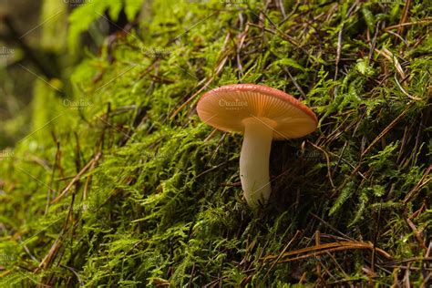 Russula Emetica Red Cap Mushroom | Red cap mushrooms, Stuffed mushrooms ...