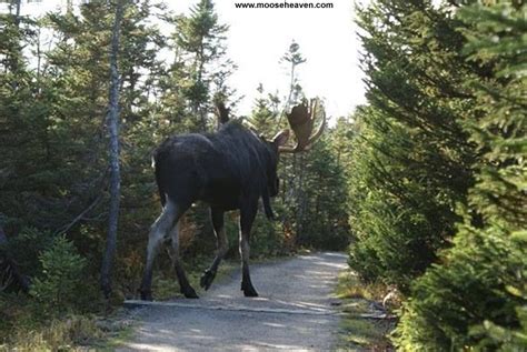 Giant 2000 Pound Moose Elliot Lake Ontario