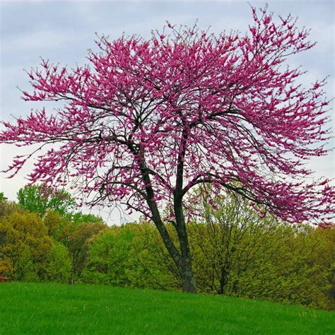 Eastern Redbud: The Harbinger of Spring! – The Living Urn