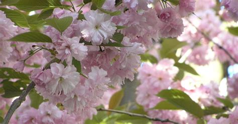 What Is the Meaning of a Sakura Flower? | eHow UK