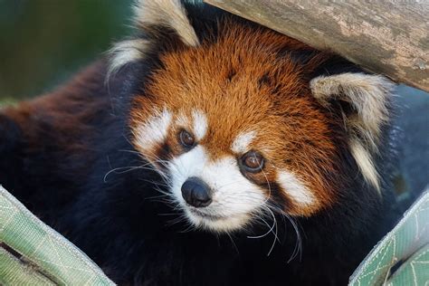 Styan's Red Panda | Honey San Diego Zoo November 2015 | Cyn Reynolds | Flickr