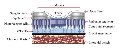 Diagram of the structure of the ocular fundus consisting of macula,... | Download Scientific Diagram