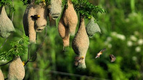 Bird Nest Types Image - 52+ Koleksi Gambar