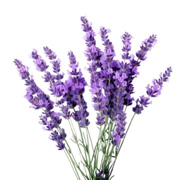 Lavender Sprigs Bunch Cute Flower, Lavender, Flower, Lavender Flowers PNG Transparent Image and ...