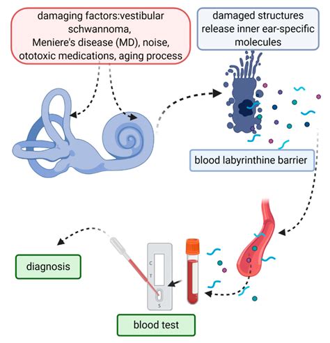 Diagnostics | Free Full-Text | Biomarkers for Inner Ear Disorders: Scoping Review on the Role of ...