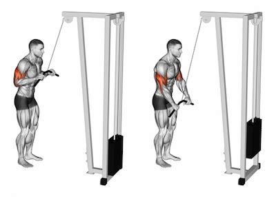 Exercise Database (Triceps11) - Cable Bar Triceps Pushdown — Jase Stuart - The Better Body Coach