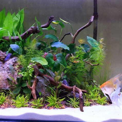 Best Substrate for a Planted Tank | Aquarium soil, Aquarium sand ...