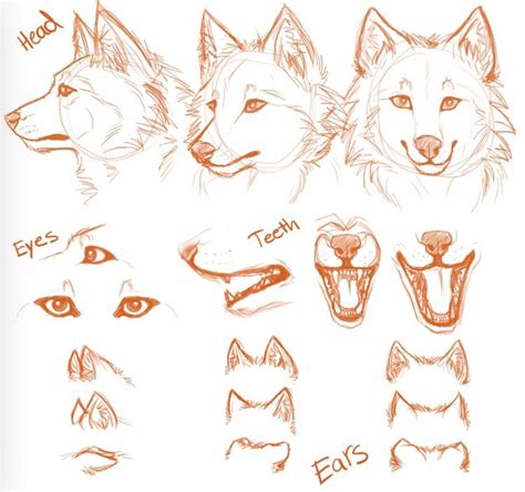 How To Draw A Wolf Nose Step By Step - Draw easy