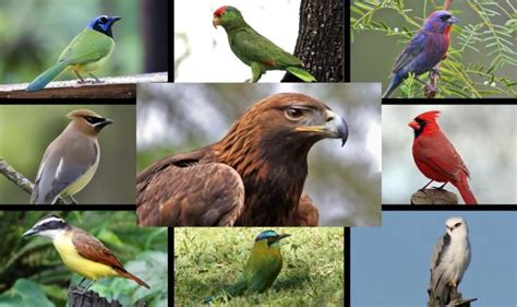 Las 10 aves más hermosas que habitan en Nuevo León – Orgullo Nuevo León