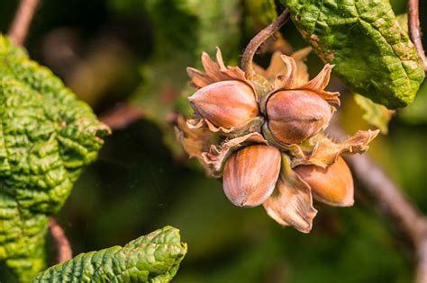 How to Grow Hazelnut Trees | Gardener’s Path