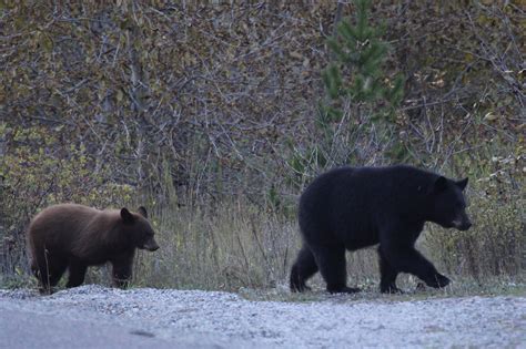 Both You and Your Pet Have to Be Aware of Bears.