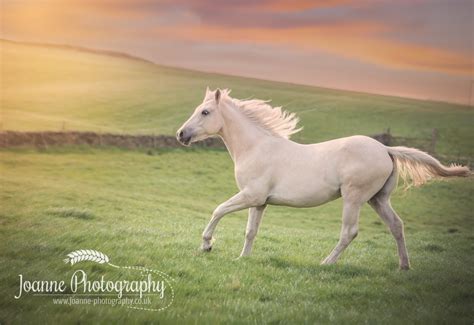 Horse Photography at Liberty - Macclesfield, Cheshire