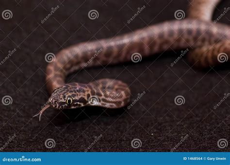 Tongue Flicking Python stock photo. Image of closeup, scales - 1468564