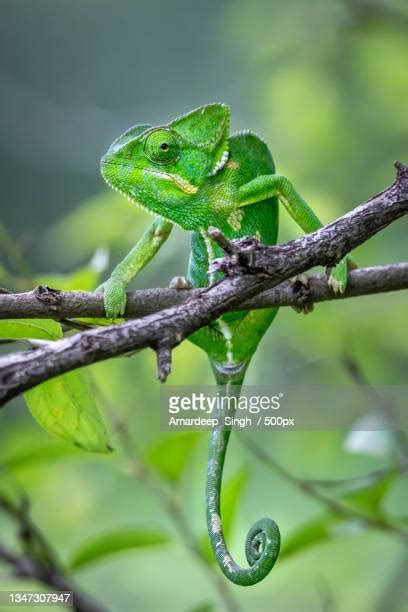 1,003 Chameleon Eye Close Up Stock Photos, High-Res Pictures, and Images - Getty Images