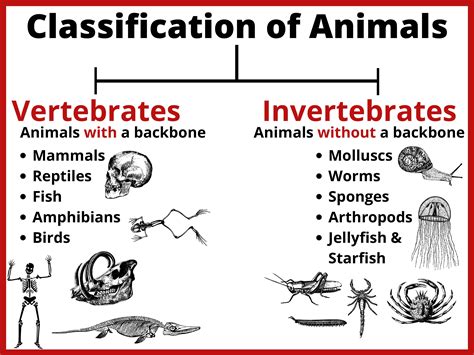 Classification of Animals Poster • Teacha!