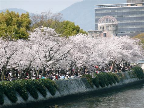 Lost in Transition: Cherry blossoms in Hiroshima