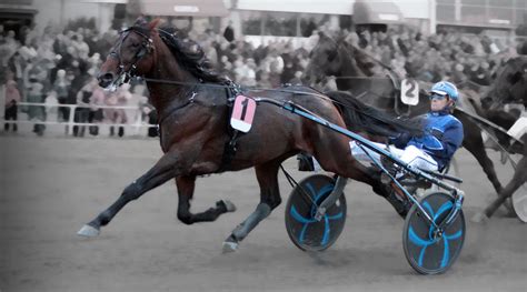 Chevi Sulky - World leading harness racing sulkies, bikes and carts