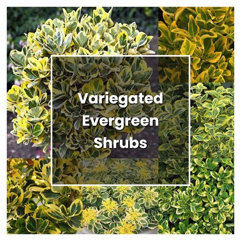 How to Grow Variegated Evergreen Shrubs - Plant Care & Tips ...