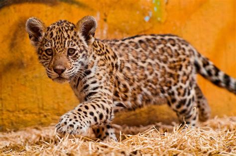 Walking in the hay | Jaguar animal, Baby jaguar, Baby animals